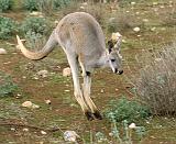 Kangaroo 9L10D-21